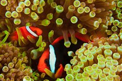 Amphiprion frenatus