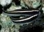 pholidichthys leucotaenia5
