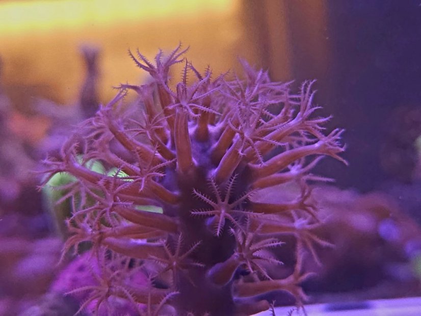 Plexaurella nutans