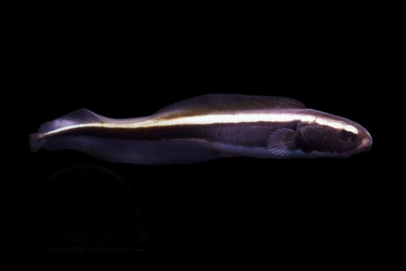 pholidichthys leucotaenia1