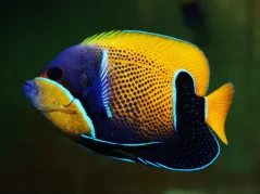 Pomacanthus navarchus