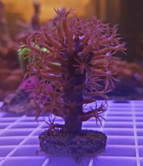 Plexaurella nutans