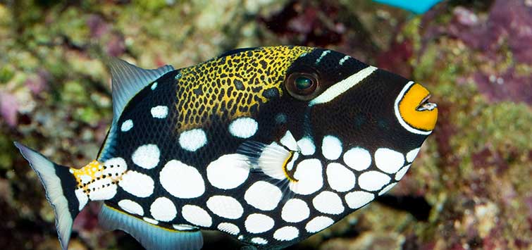 balistoides conspicillum