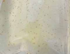 Live Marine Copepods – Živý Mořský Plankton 15×180 ml