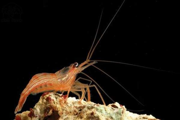 Lysmata wurdemanni