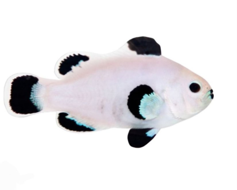 Amphiprion ocellaris SNOW STORM