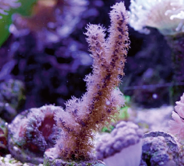 l Pseudopterogorgia elisabethae