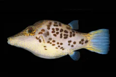 Canthigaster leoparda