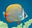 Chaetodon collare e frequente nell Indo Pacifico c Giuseppe Mazza