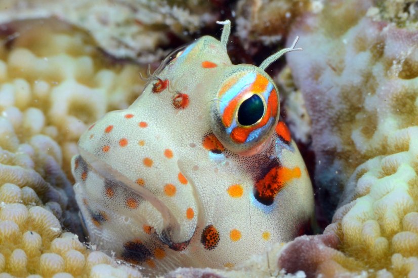 Blenniella chrysospilos 2