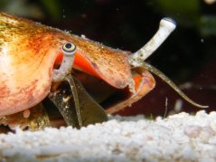 Strombus luhuanus III