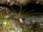 stenorhynchus seticornis2