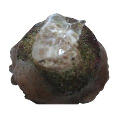 Seachem Reef Glue - adeziv pentru corali