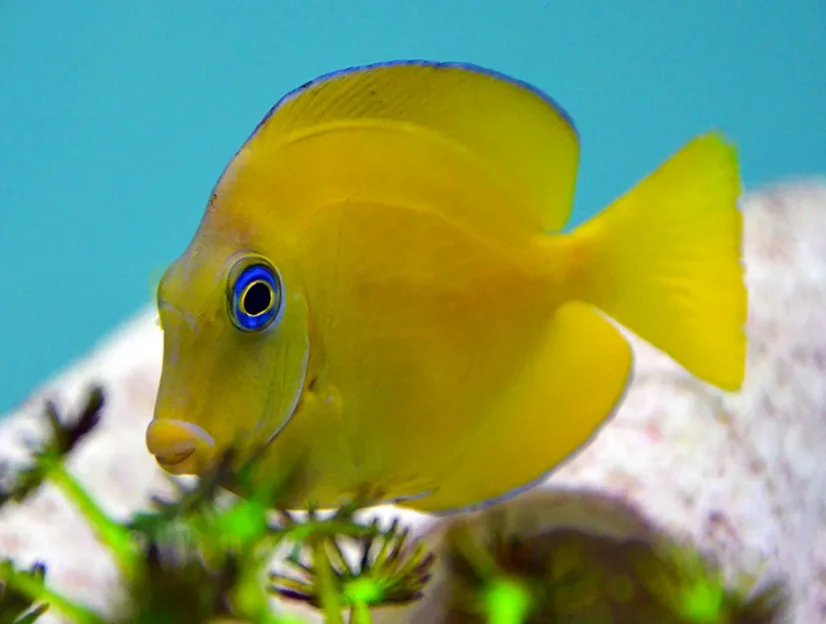 Acanthurus coeruleus