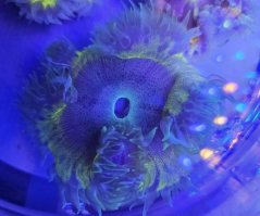 Epicystis crucifer ULTRA (Rock flower anemone)