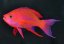 pseudanthias randalli4