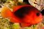Amphiprion ephippium1