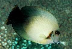 Acanthurus chronixis