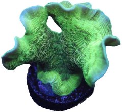 Pavona cactus GREEN