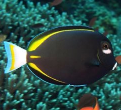 Acanthurus nigricans