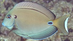 Acanthurus tennentii
