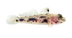 Fusigobius pallidus