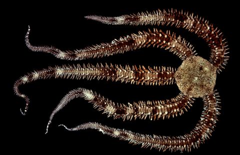 Ophiocoma echinata