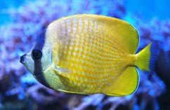 Chaetodon kleinii 2