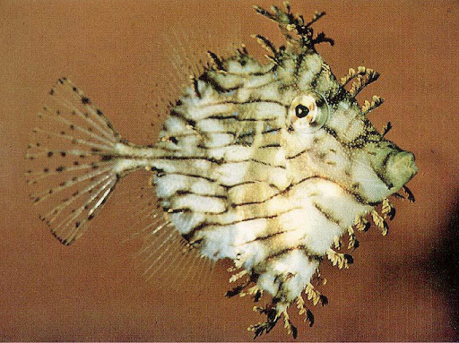 chaetodermis3