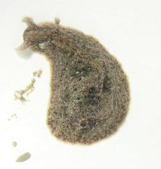 Dolabrifera dolabrifera