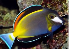 Acanthurus japonicus