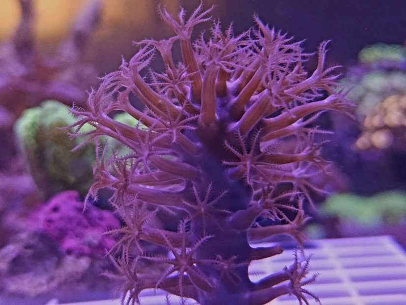 Plexaurella nutans