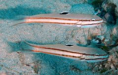 Valenciennea helsdingenii - pár