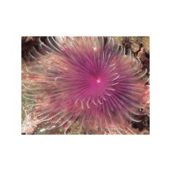 Bispira guinensis2