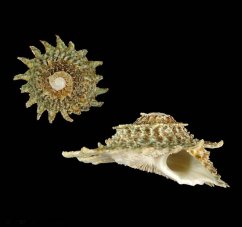 lithopoma phoebium3