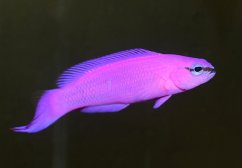 pseudochromis fridmani pseudochromis fridmani