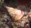 tectus niloticus2