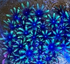 Alcyonium verseveldti