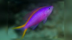 Pseudanthias tuka