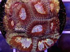 Favia sp. PREMIM