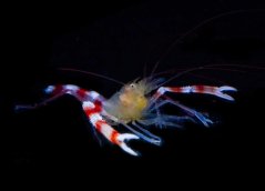 stenopus cyanoscelis