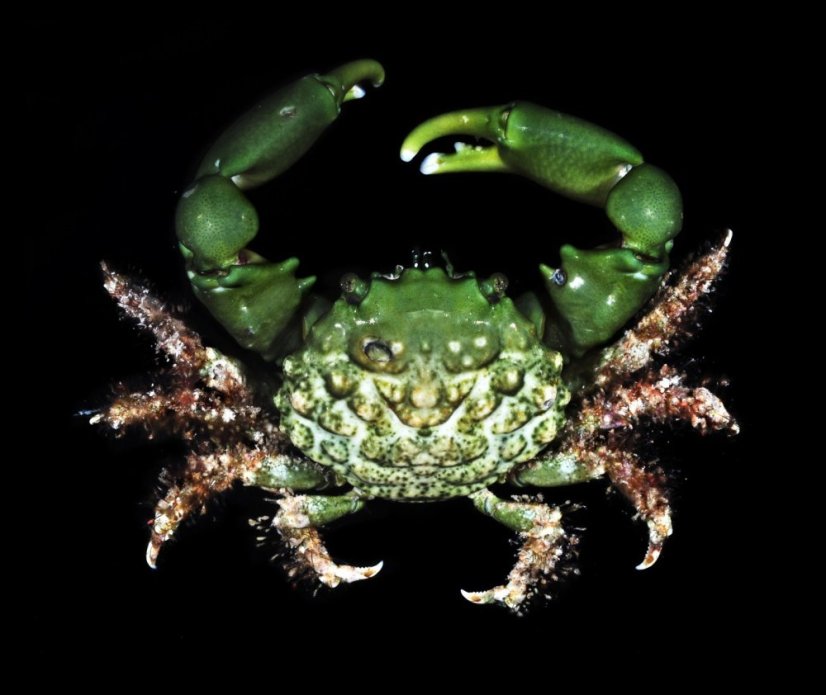 Mithraculus sculptus1