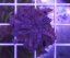 Goniopora sp.Purple/Blue