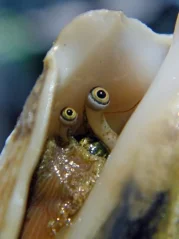 Strombus marginatus