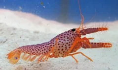 Enoplometopus daumi 7-8 cm