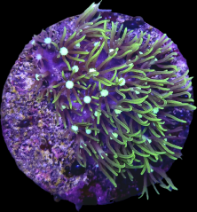 Pachyclavularia sp. GREEN STAR POLYP