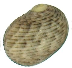 Nerita undata striata