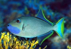 Xanthichtthys auromarginatus samec