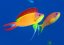 pseudanthias ignitus3