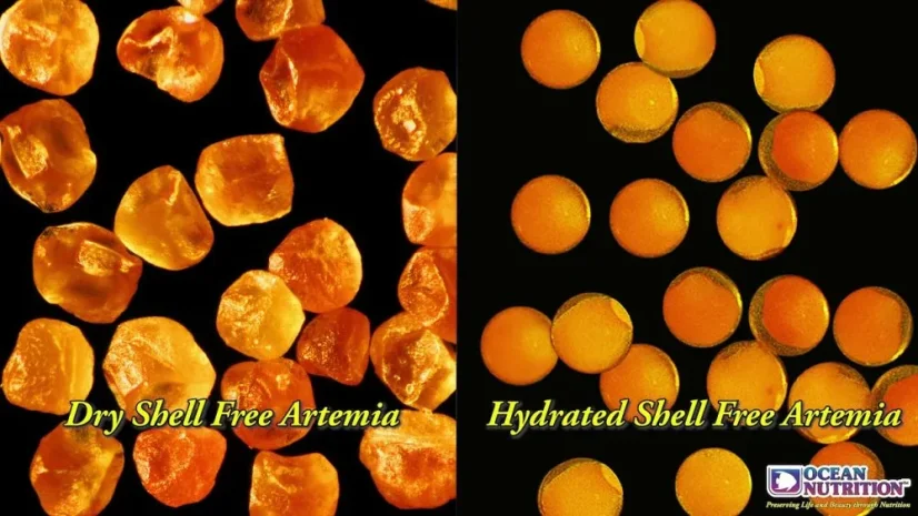 Ocean Nutrition Shell Free Artemia 50 g
